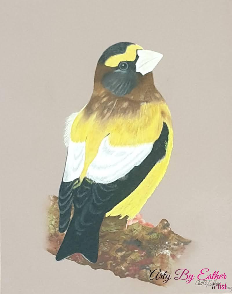 Evening grosbeak pastelpainting bird