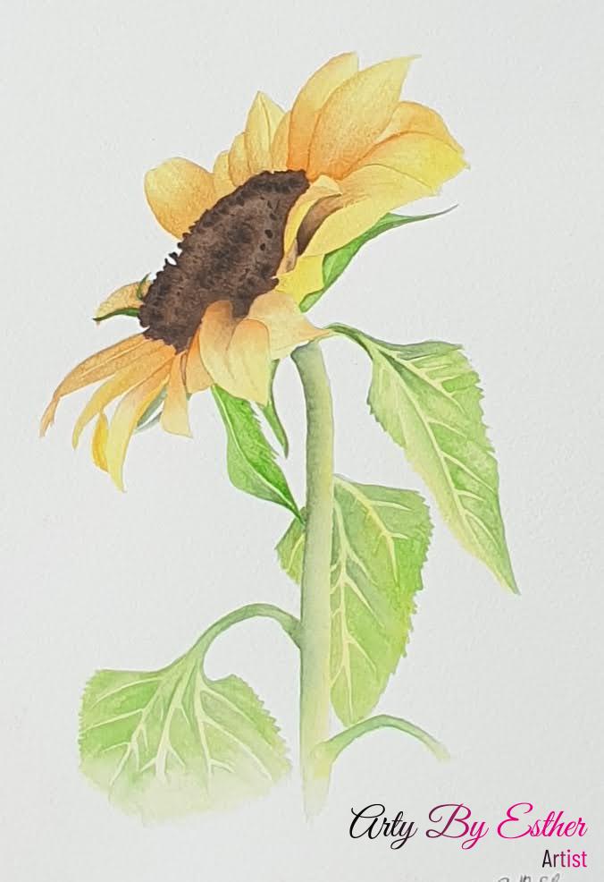 Sunflower aquarel