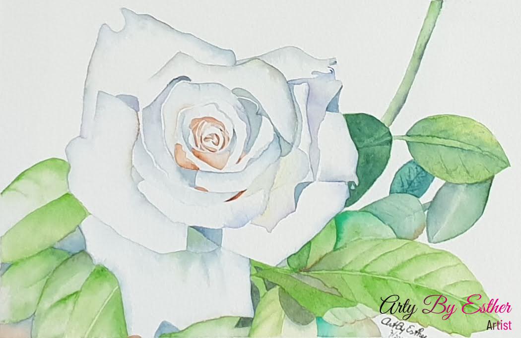White rose Aquarelpainting