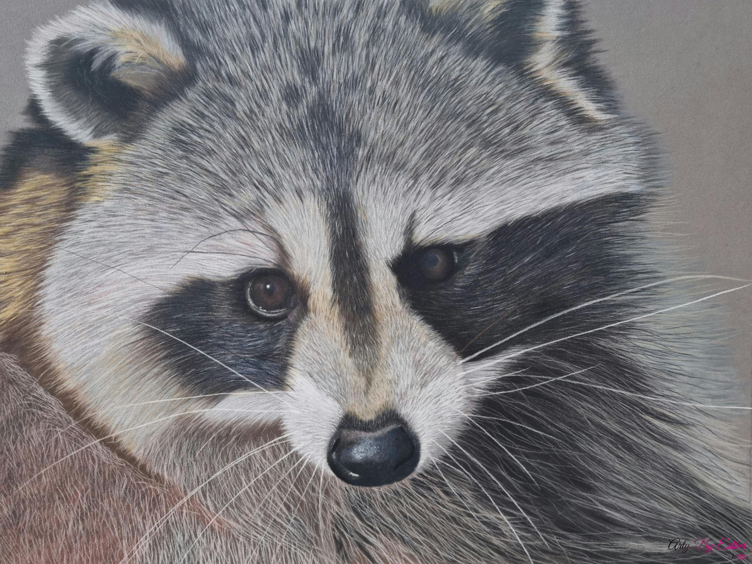 Raccoon pastelpainting wildlife