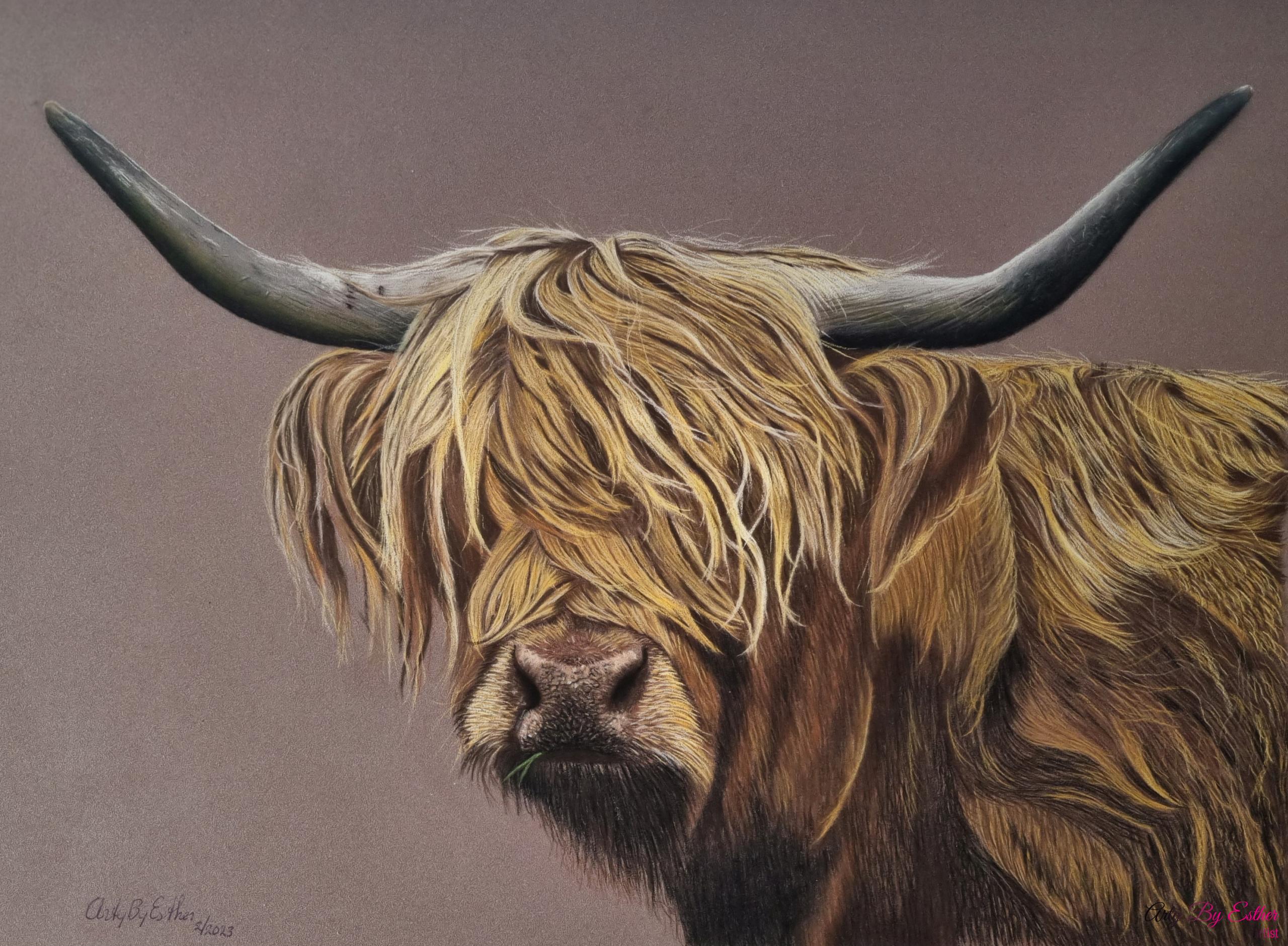 Original pastel painting of a highlander cow